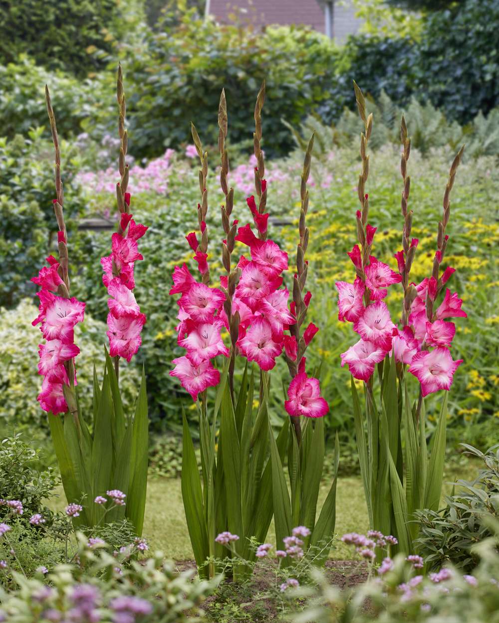 Gladiolus 'Cantate®'